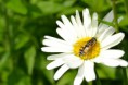 /album/fotogalerij/heemtuin07-05-14-013-jpg/